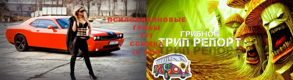 сатива Михайловск